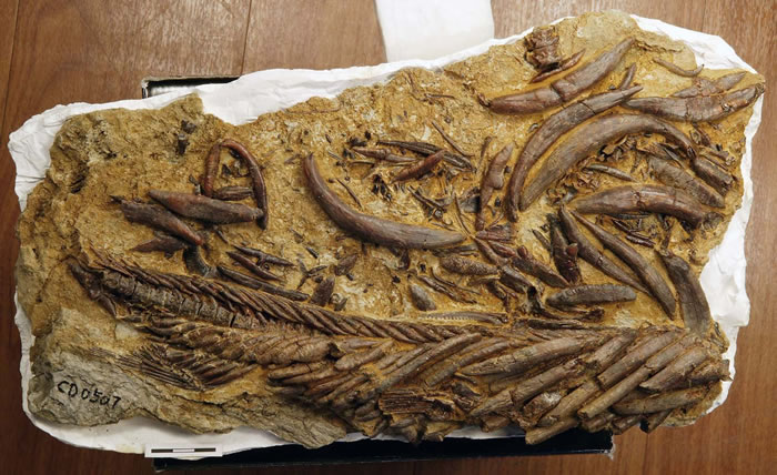 伍氏献文鱼化石发现于柴达木盆地上新世湖相沉积物中,其极为奇特之处,在于它遍布全身的超常粗大的骨骼,几乎没有多少空间可供肌肉生长,这在现生鱼类中是闻所未闻的。