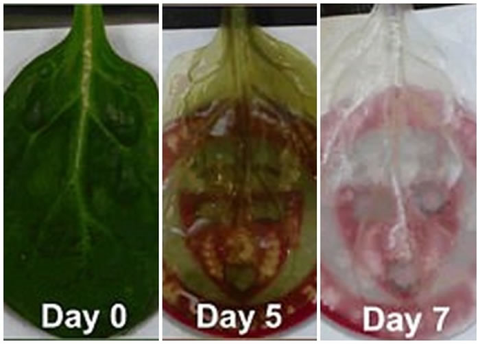 科学家先去除菠菜叶的植物细胞,令它变成透明。