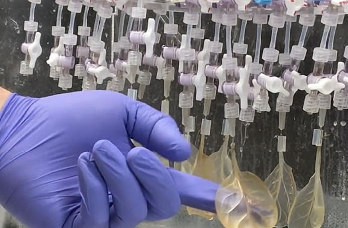 这个医学突破有助心脏病患者修复心脏组织。