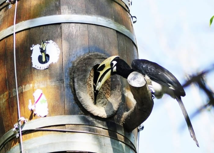 泰国成功试验,将废弃橡木桶变身为犀鸟的鸟巢。