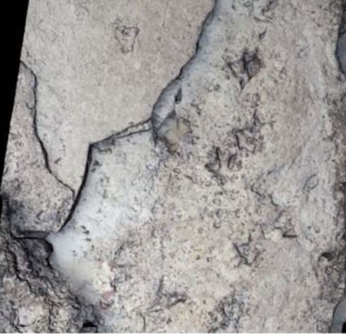 澳大利亚发现最大恐龙脚印化石 1.4亿年岩石中发掘出多达21种前所未见的恐龙遗迹