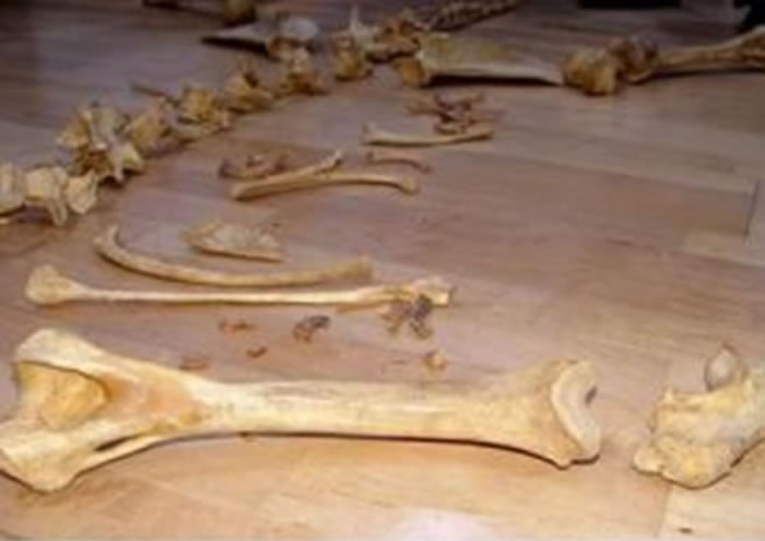 Խ���˻���ϻ��������Ƴ��׾ƣ�����������֮�á�