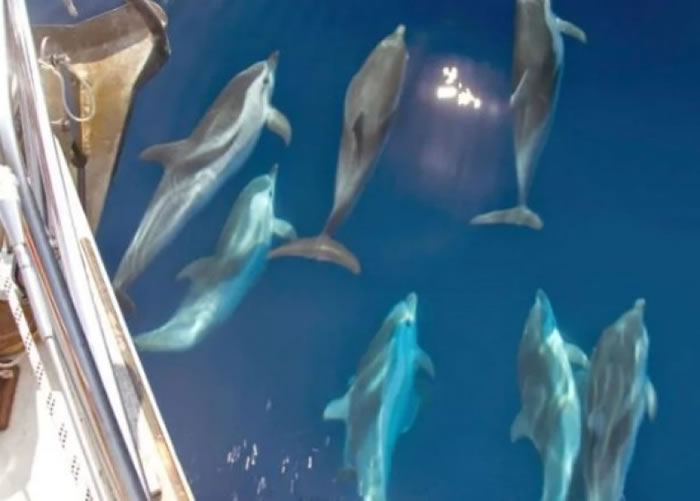 海豚被指经常抢食渔获。