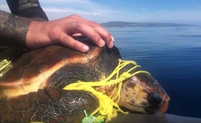 ��������һֻ���P��ұ������ס