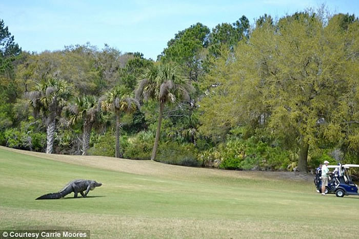 美国佛罗里达州高尔夫球打到鳄鱼鼻子 鳄鱼发怒一口咬住