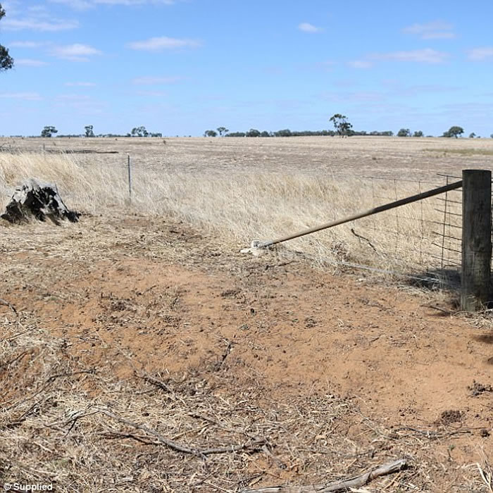 澳洲母亲在野外为两岁大女儿拍照 赫然发现全球第二毒的毒蛇“东部棕蛇”在合照