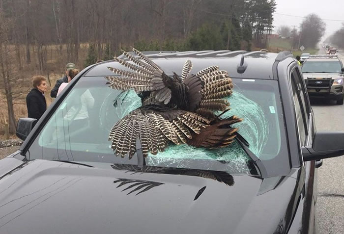 ��ײ���˵��粣��������������