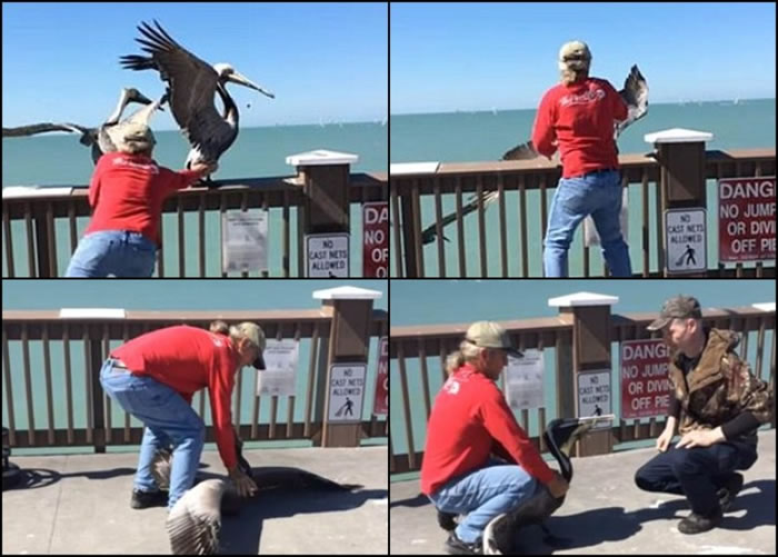 红衣男子成功接近塘鹅,并徒手把它捉到地上。