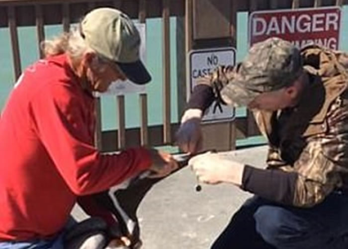 好心男子不怕被塘鹅攻击,耐心地替它松解鱼丝。