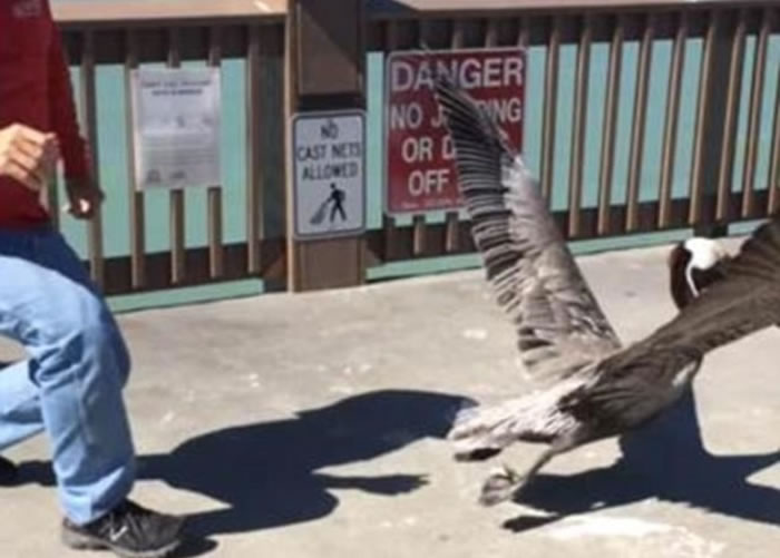 被救的塘鹅似乎犹有馀悸,怕得赶着飞走。