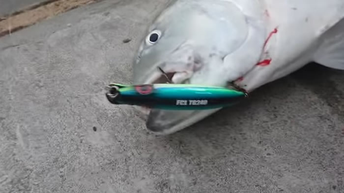 ��ں����ǡ�ţ��������������������е�����Ϊ��ͬһֻ����ͼ��������YEN CHEN Shih youtube��