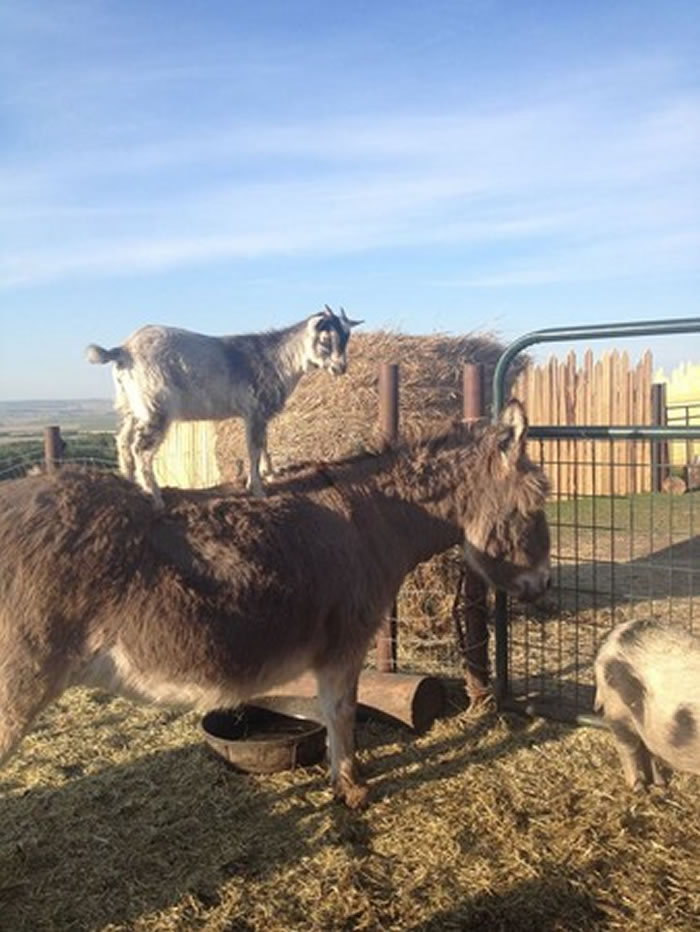 加拿大小山羊悠闲地踩在驴子背上 驴子:老大想去哪里巡视