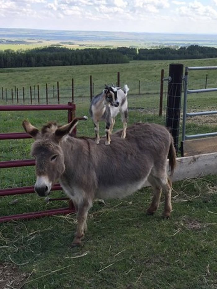 加拿大小山羊悠闲地踩在驴子背上 驴子:老大想去哪里巡视