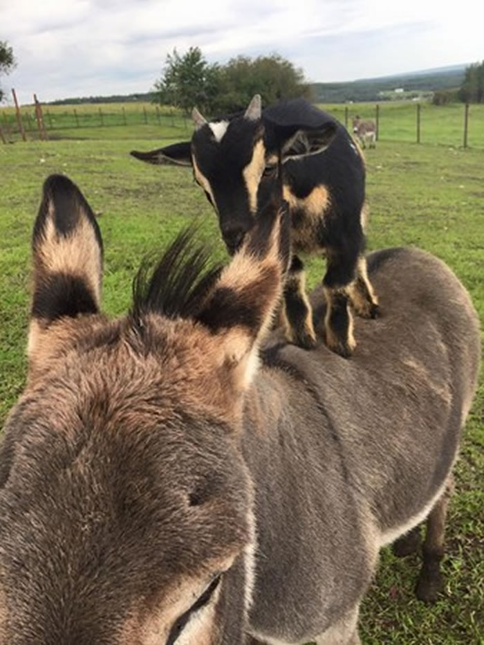 加拿大小山羊悠闲地踩在驴子背上 驴子:老大想去哪里巡视