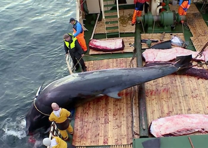 挪威调高捕鲸上限。