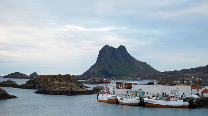 挪威在一片争议声下展开捕鲸期。