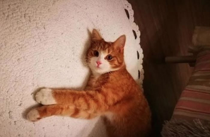 现在小猫待在收容所,等待有缘人带它回家。