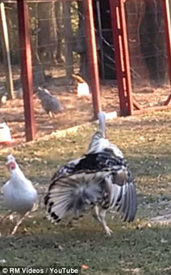 �������Ի�Ϊ�����ղ�ͣ��תֱ���ε�