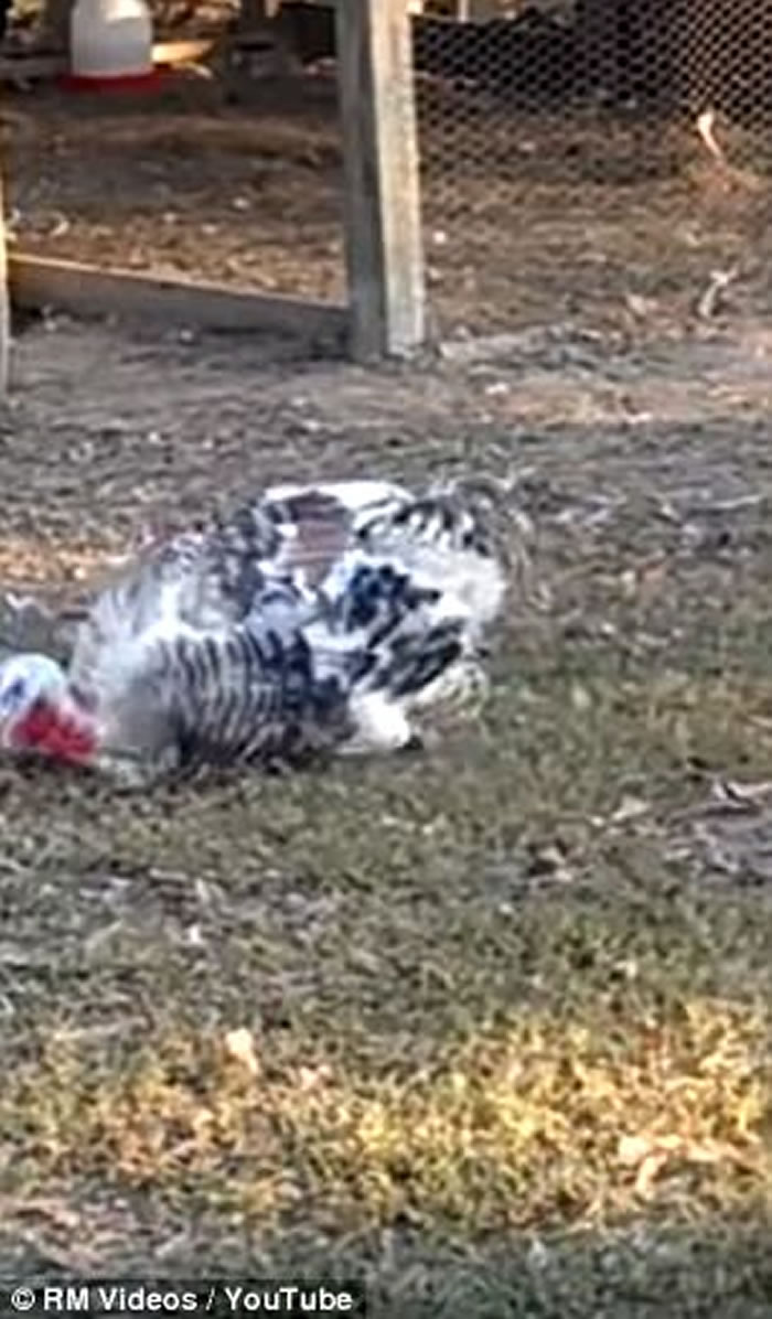 �������Ի�Ϊ�����ղ�ͣ��תֱ���ε�