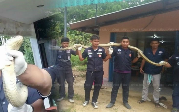 泰国居民听到敲门声打开门没看到人 却看到一条5.4公尺长黄金眼镜王蛇