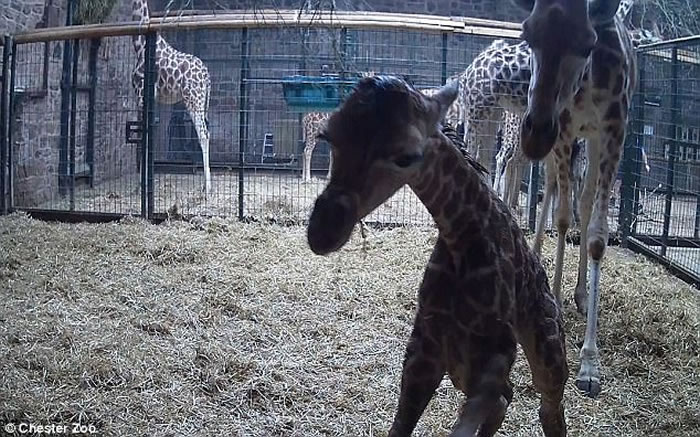 英国柴郡切斯特动物园公布珍贵画面：母长颈鹿站着生产 宝宝从两米高坠地