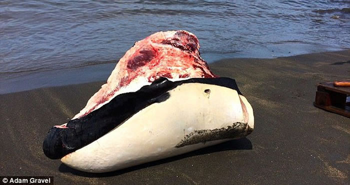 �����ڼ��ձȺ��;�ʱ�ο�����Ŀ������ɱ����ֻ����