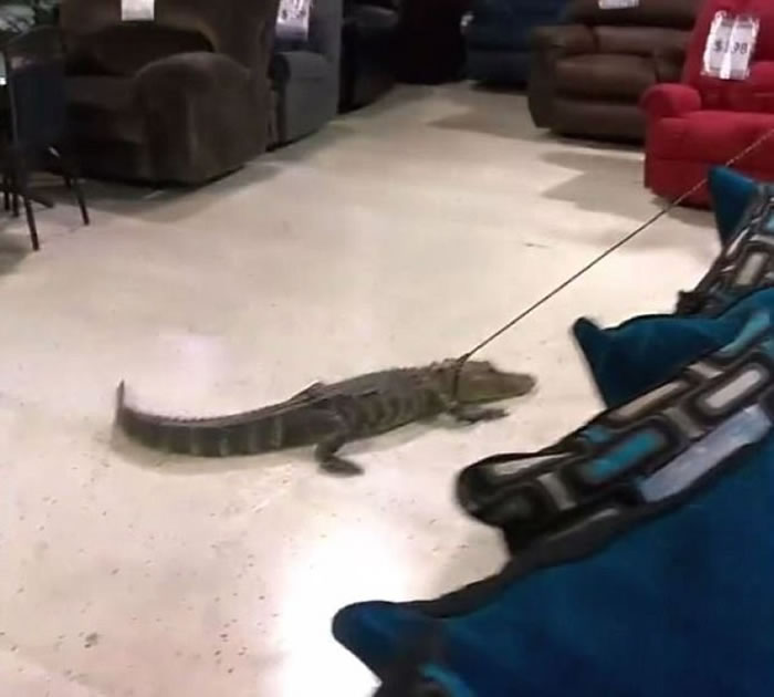 当鳄鱼进入家具店后,它明显地冷静了下来。