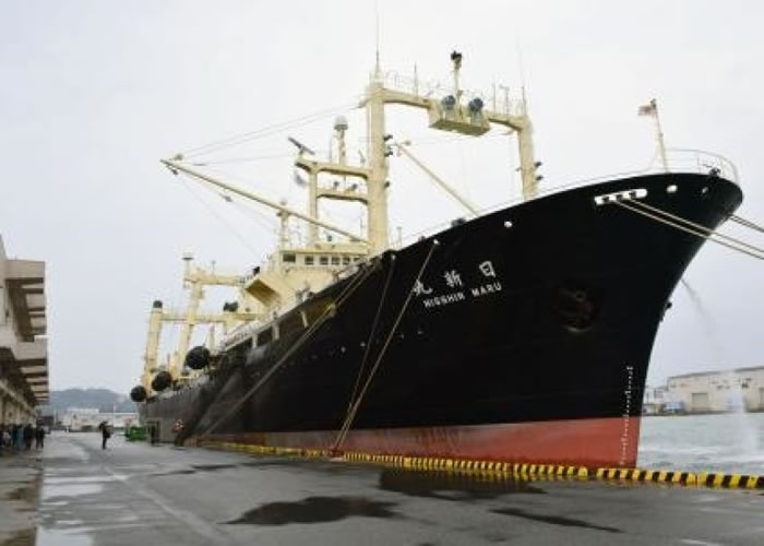 捕鲸船已回到港口。