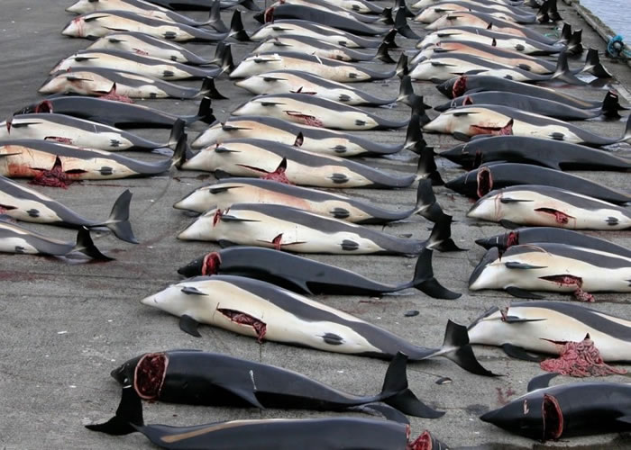 多国已立法禁止捕鲸。