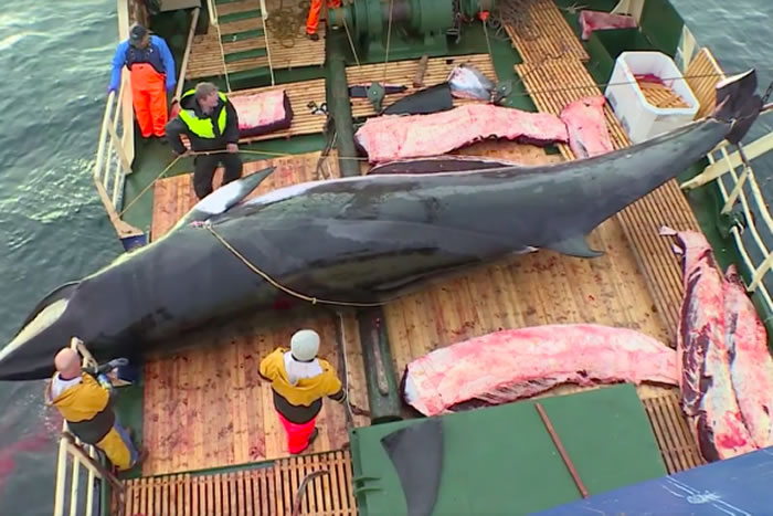 《痛苦的战役(The Battle of Agony)》:挪威捕鲸季节捕杀的小须鲸中有9成怀有身孕