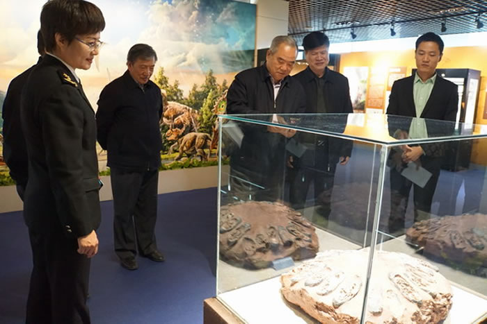 “守护远古的生命——海外追索及国际交流化石展”开幕式在中国地质博物馆举行