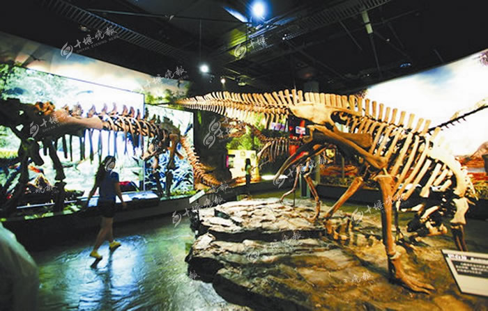 郧阳区梅铺镇发掘的多件恐龙骨骼化石经过修复成为完整的“恐龙”。它们的复原件成为十堰博物馆的镇馆之宝。