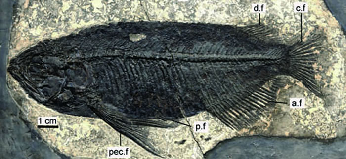 中华金龙鱼化石正型标本（张江永供图）