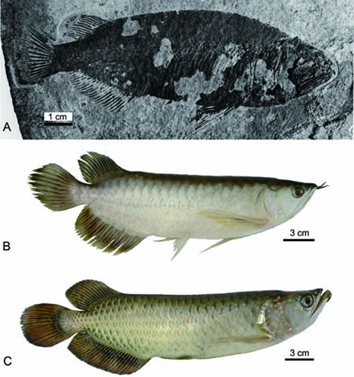 中华金龙鱼化石（A）与东南亚的美丽金龙鱼（B）及澳大利亚的雷卡德金龙鱼（C）对比（张江永供图）