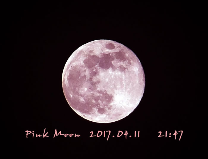 「樱花粉月」现身日本 (图/翻摄于twitter @0229megrimegru)