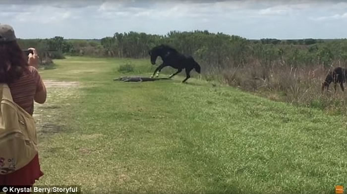 美国佛罗里达州一匹马主动攻击凶猛鳄鱼