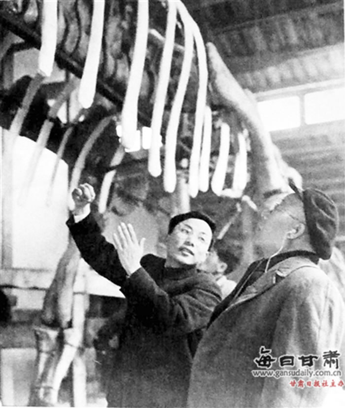 马门溪龙装架复原时杨钟健在现场指导