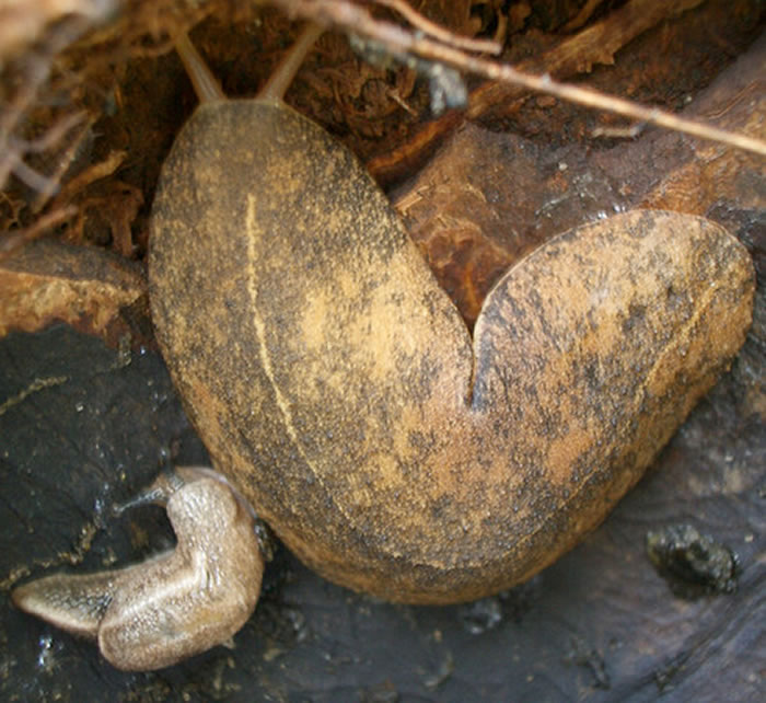 夏威夷2007年至2015年共42起「广东住血线虫」(Angiostrongylus cantonensis)感染事件。