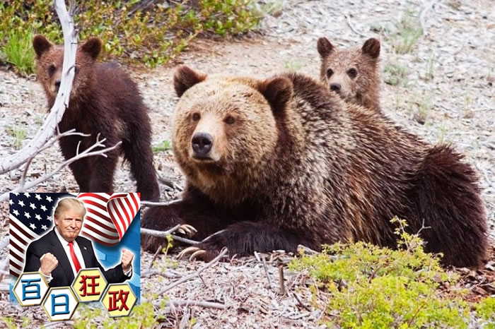 新例颁布后,更多灰熊将被猎人以非人道方式猎杀。