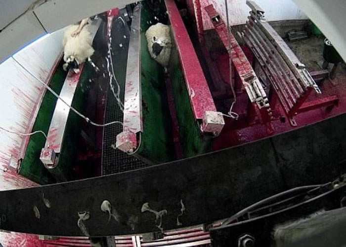 ���������խխ�����͵��ϴ��ף�����������Ѫ��