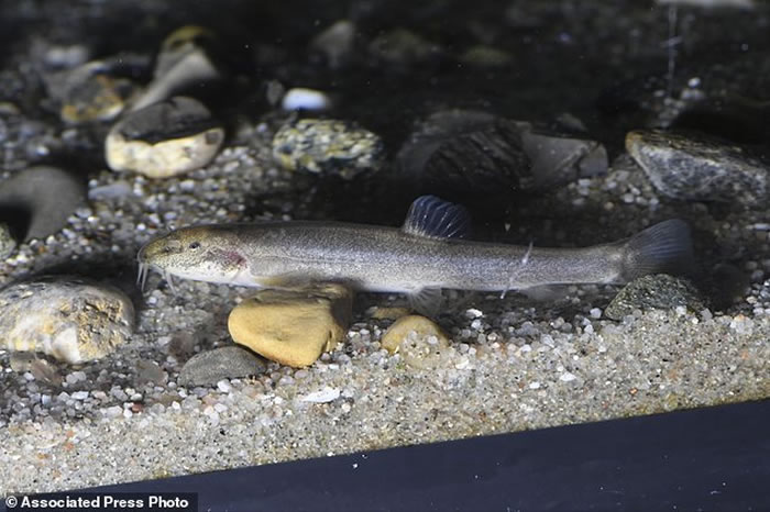 欧洲发现第一种洞穴鱼：德国深水洞穴泥鳅快速进化