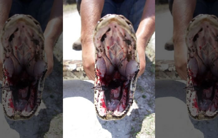 美国佛罗里达州两名“蛇王”成功捕捉4.6米长、65公斤重的缅甸巨蟒