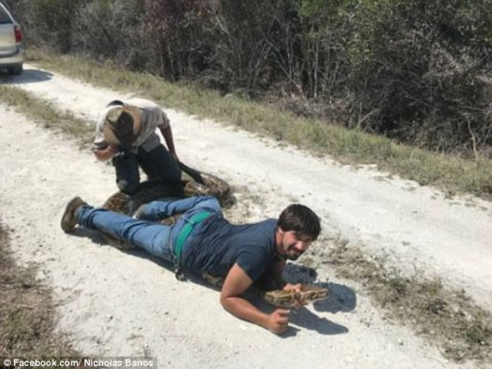 美国佛罗里达州两名“蛇王”成功捕捉4.6米长、65公斤重的缅甸巨蟒