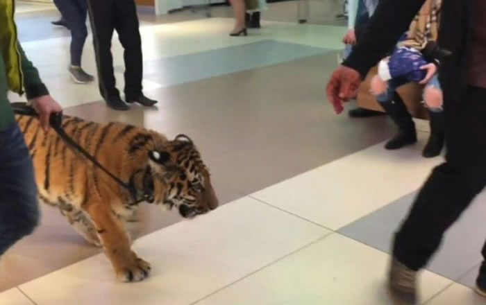 战斗民族:俄罗斯男子在商场遛老虎游