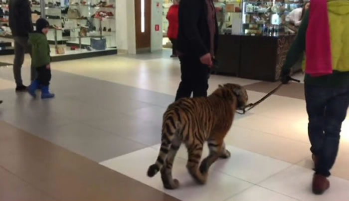 战斗民族:俄罗斯男子在商场遛老虎游