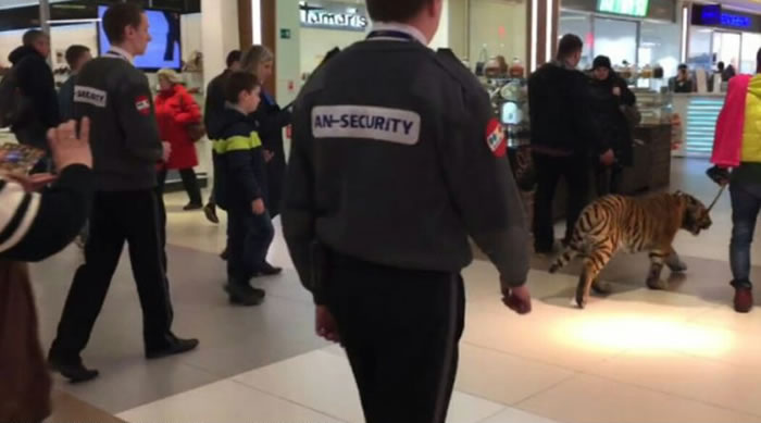 战斗民族:俄罗斯男子在商场遛老虎游