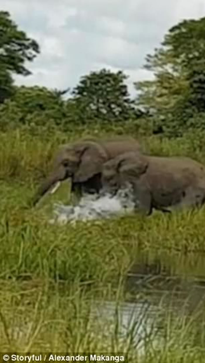 非洲马拉维利翁代国家公园小象遭鳄鱼突袭咬鼻 同伴相救捡一命