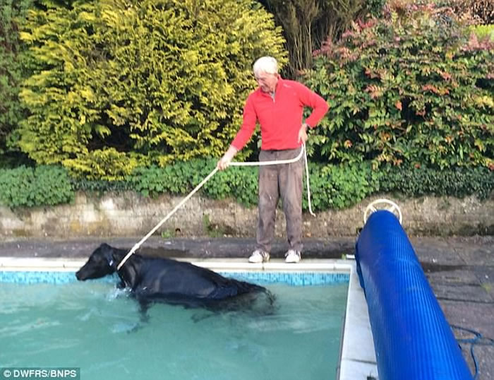 Ӣ�������ؿ��ڿ�ţҹ�������԰����Ӿ��