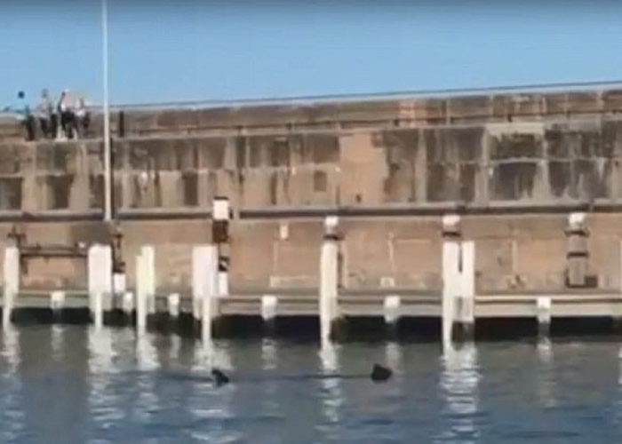 鲨鱼鳍出现在防波堤的水面。