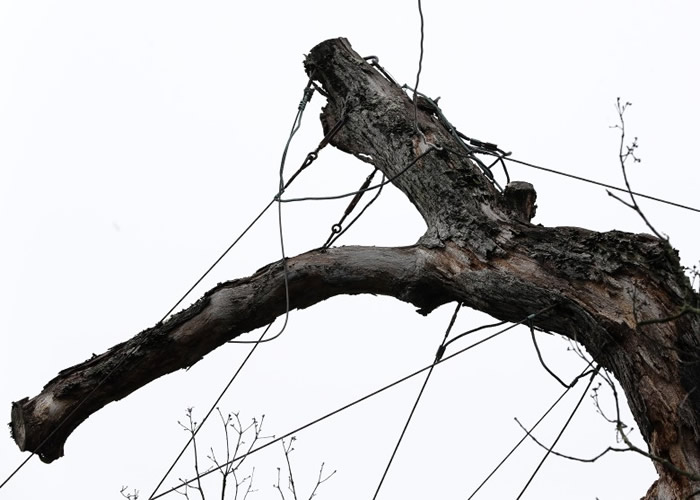 �����������ӽ���ֲ������ͬ�ص㡣